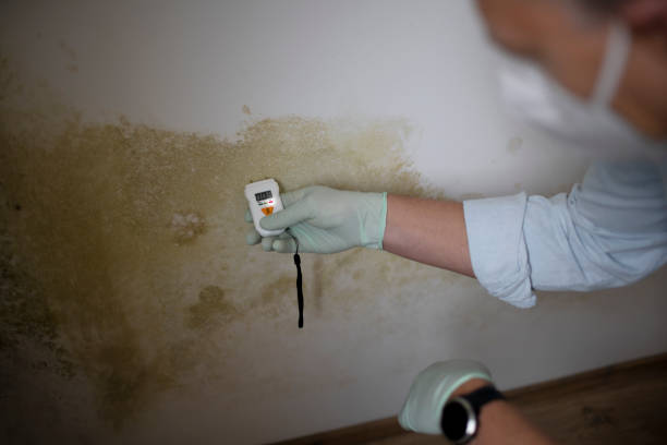 Best Mold Damage Repair  in Lebanon, PA