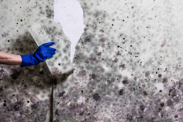 Reliable Lebanon, PA Mold Removal Solutions