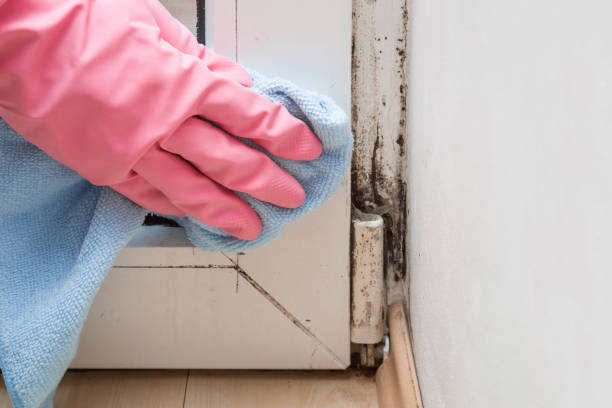Mold Removal Process in Lebanon, PA