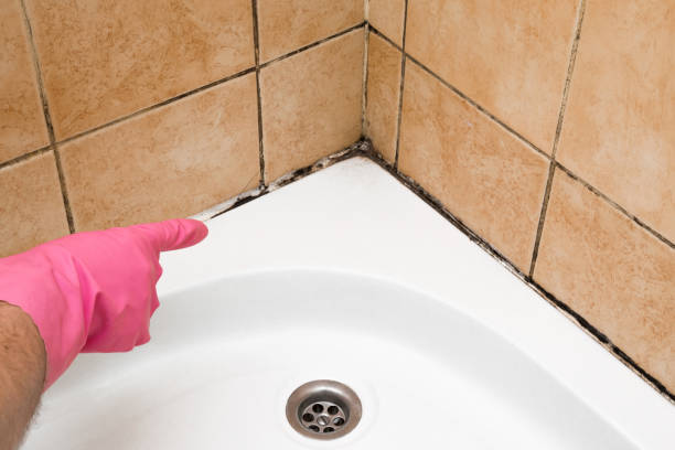 Best Black Mold Removal  in Lebanon, PA